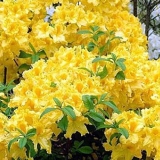 Anneke rododendron: zimska otpornost, sadnja i njega, recenzije